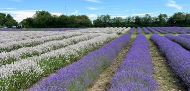 PEC Lavender Farm